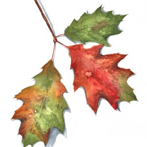 Fall Watercolors – September 26th, 2026 (Saturday)