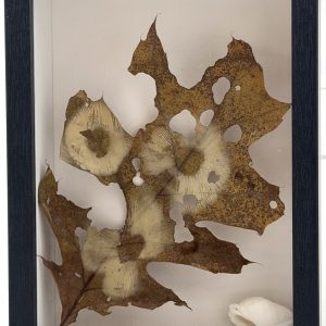 Oak, Spore, Shell – Corey Fecteau