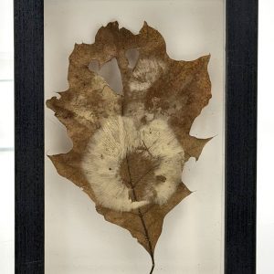 Oak Spores – Corey Fecteau